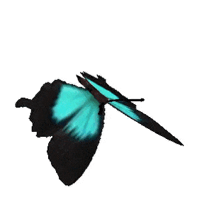 Butterfly animation